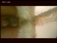 Gay beastie gal loves dog anal sex